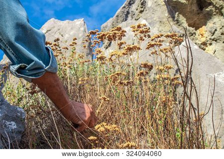 Wild Oregano Grows In The Mountains. Raw Oregano In Field With Blured Background. Greek Natural Herb