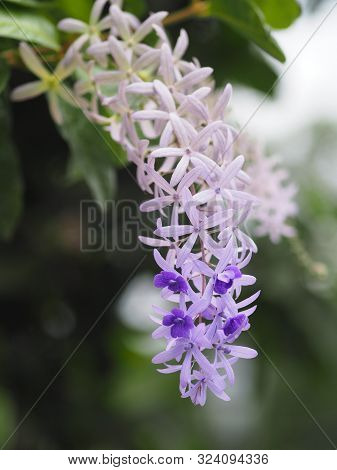 Sandpaper Vine. Purple Wreath. Flower Bunch Purple Bouquet Of Five Petals, Like A Five Pointed Petal