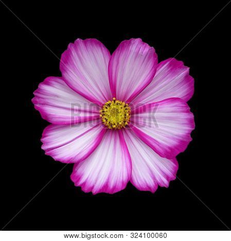 Beautiful Pink Cosmos Flower Isolated On A Black Background