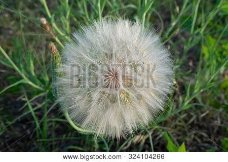 A Large Puff Seed Head - Western Salsify (tragopogon Dubius) In The Palouse Region Of Washington Sta