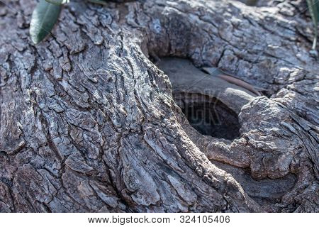 Trunk Of An Old Olive Tree Natural Design Element. Texture Of A Trunk An Old Olive Tree. A Bark Of O