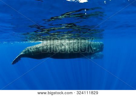Sperm Whales Swimming In Blue Ocean, Mauritius.