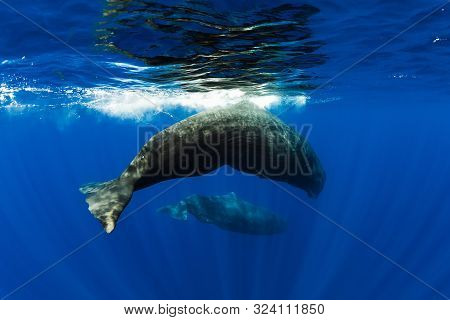 Sperm Whales Swimming In Blue Ocean, Mauritius.