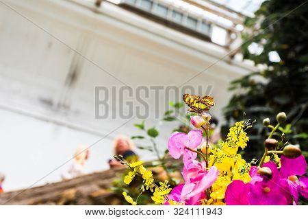 Beautiful Yellow Butterfly Papilio Thoas Sits On A Flower In A Greenhouse