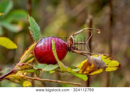 Wild Rosehip In The Forest. Rose Hips Contain A Large Amount Of Vitamin C, Belong To Medicinal Plant