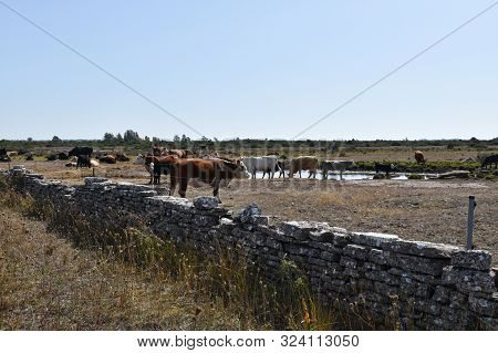 Cattle Gathering By A Wtaer Hole A Hot Summer Day In A Barren Pastureland At The Swedish Island Olan