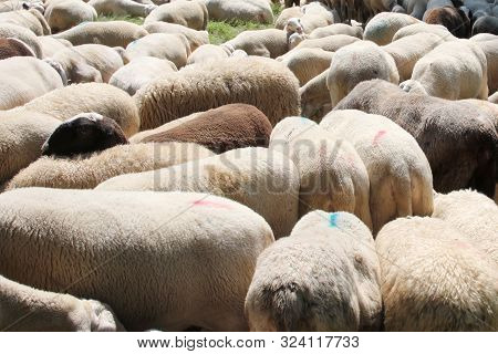 Background Of The Woolly Fur Of Sheep With Lots Of Sheep Grazing