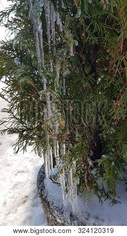 Icicle Texture. Evergreen Thuja Bush With Green Branches Covered By Transparent Icicles Shining In S