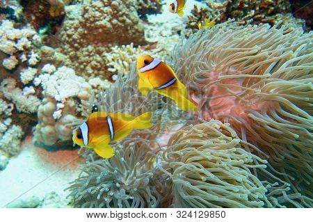 Clown Fish With Juvenile Near Sea Anemone. Amphiprion Bicinctus - Two-banded Anemonefish. Red Sea