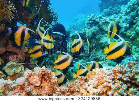 Man Scuba Diver Admiring Shoal Of Beautiful Bannerfish Near Coral Reef (heniochus Intermedius)