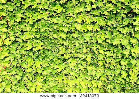 Un muro di foglie