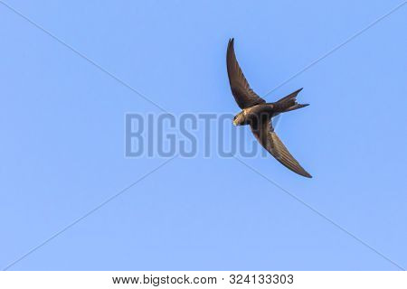 Common Swift (apus Apus)