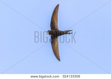 Common Swift (apus Apus)
