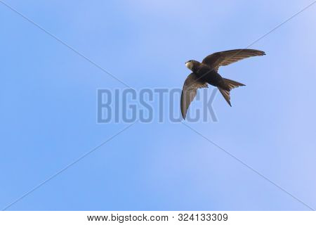 Common Swift (apus Apus)