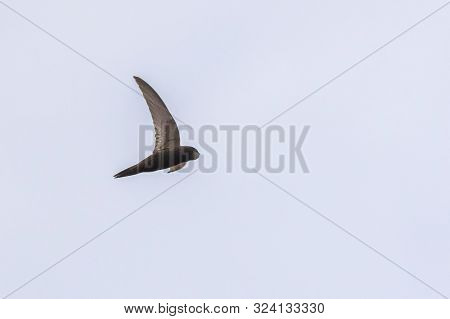 Common Swift (apus Apus)