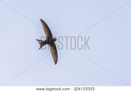 Common Swift (apus Apus)