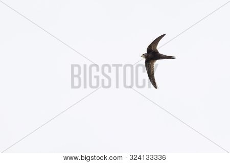 Common Swift (apus Apus)