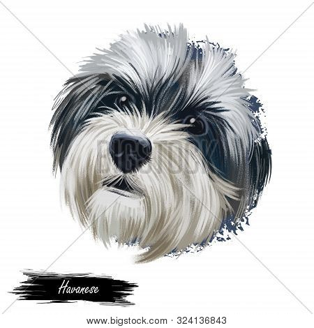 Havanese, Havanese Cuban Bichon, Havaneser Dog Digital Art Illustration Isolated On White Background