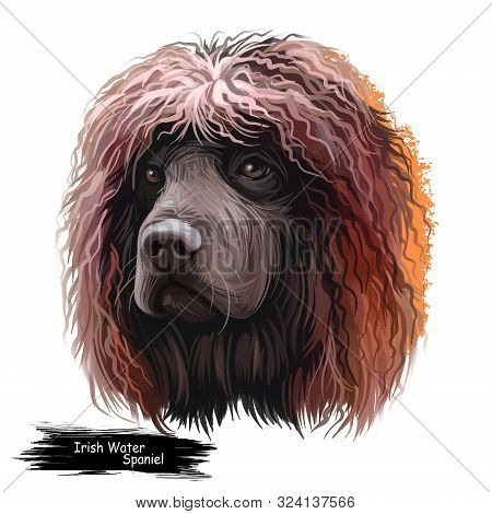 Irish Water Spaniel, Whiptail, Shannon Spaniel, Rat Tail Spaniel, Bog Dogdog Dog Digital Art Illustr