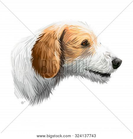 Istrian Coarse-haired Hound, Istrian Rough-coated Hound Dog Digital Art Illustration Isolated On Whi