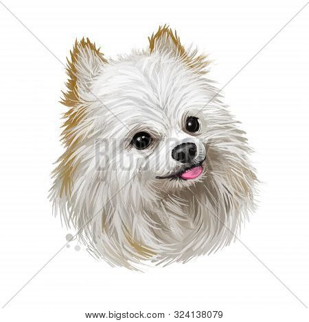 Jamthund, Swedish Elkhound, Swedish Moosehound Dog Digital Art Illustration Isolated On White Backgr