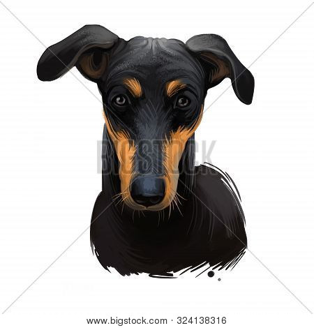 Kanni, Maidens Beastmaster, Chippiparai Dog Digital Art Illustration Isolated On White Background. S