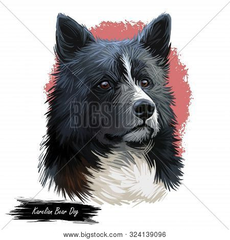 Karelian Bear Dog, Kbd, Karjalankarhukoira, Karelsk Bjornhund Dog Digital Art Illustration Isolated 