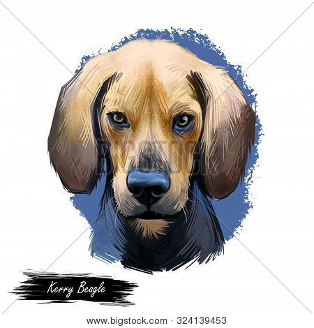 Kerry Beagle, An Pocadan Ciarraioch Dog Digital Art Illustration Isolated On White Background. Irela