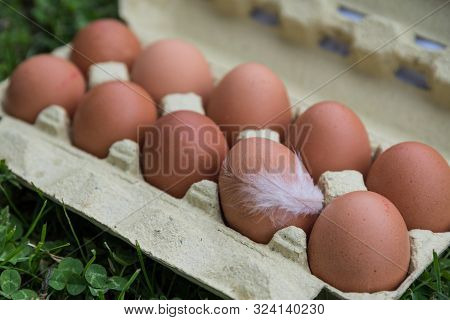 Freshly Packaged Free Range Eggs With Chicken Feather On An Egg