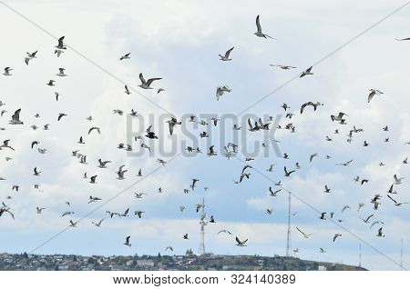 Flight Of A Flock Of Gulls Over The Bank Of The Volga River.