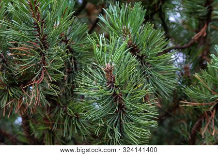 Pinus Mugo Creeping Pine Conifer In The Alps