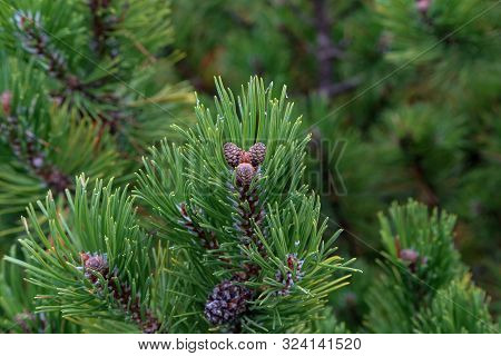 Pinus Mugo Creeping Pine Conifer In The Alps