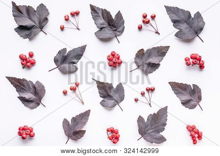 Leaves And Berries Top View. Autumn Composition. Red Foliage And Small Fruits On White Background. F