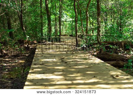 Boardwalk walkway over a swampy area through a shaded forest during the daytime