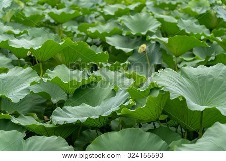 Big Green Leaves Of A Lotus Flower Growing In A Pond In Lotus Lianhu Park, Xian, China