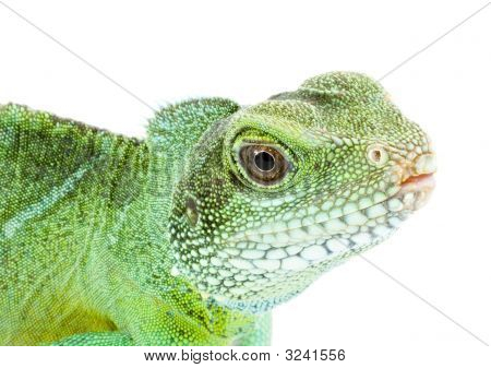 Physignathus Cocincinus