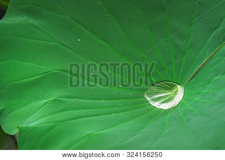 Large Droplet Of Water Inside The Big Grean Leaf Of A Lotus Flower Growing In A Pond In Lotus Lianhu