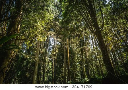 stairs in the forest in Xitou at Nantou counry, Taiwan