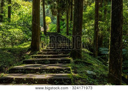 stairs in the forest in Xitou at Nantou counry, Taiwan