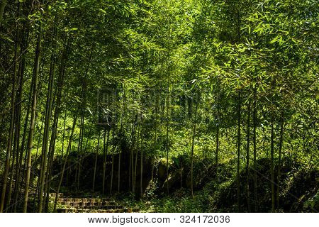 stairs in the forest in Xitou at Nantou counry, Taiwan