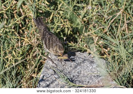 Female Cowbird Bird At Vancouver Bc Canada