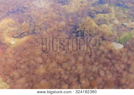 Brown And Green Algae At Seabed. Background With Light Brown Seaweed On Sea Bottom And Stones Underw