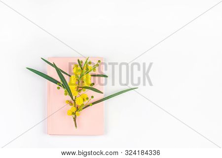 Acacia Pycnantha Or Mimosa Twig With Yellow Fluffy Flowers On Pink Notebook Isolated On White Backgr
