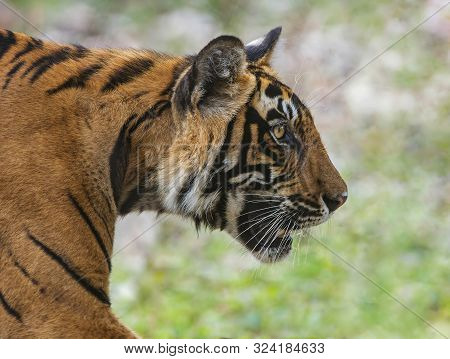 Headshot Of Tiger, Panthera Tigris At Ranthambhore In Rajasthan, India