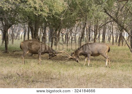 Two Male Sambhar Deers Fighting At Ranthambhore In Rajasthan, India