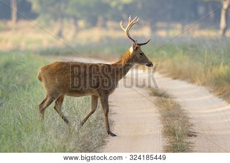 Barahsingha Also Called Swamp Deer Crossing Forest Trail At Kanha In Madhyapradesh, India