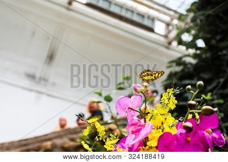 Beautiful Yellow Butterfly Papilio Thoas Sits On A Flower In A Greenhouse