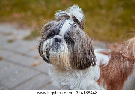 Little Shih-tzu Resting Outdoors.shih-tzu Puppy Resting White Space To The Left