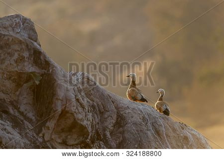 Ruddy Shell Duck Or Tadorna Ferruginea Pair In Evening Light At Ranthambhore In Rajasthan, India