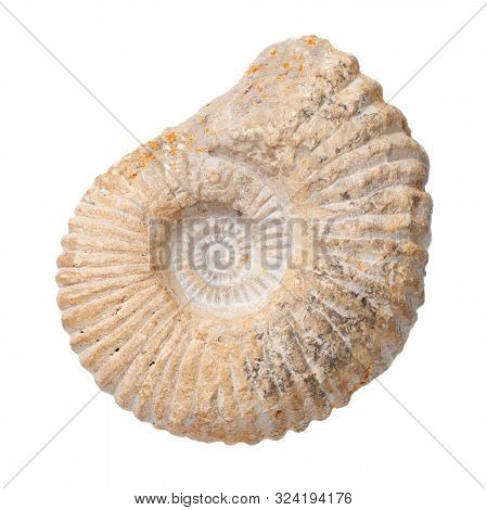 Ammonite Isolated On White Background. Top View, Flat Lay